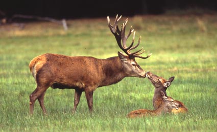 Jagd in Hamburg